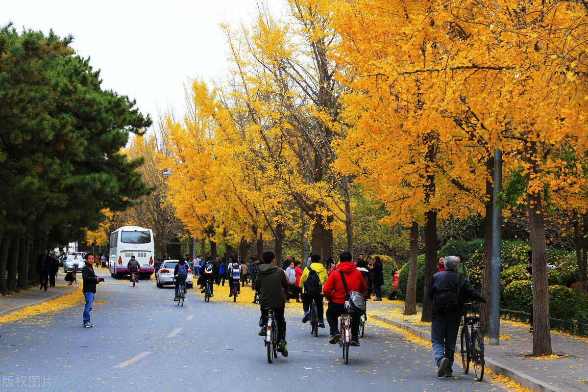 成都体育学院足球全国四强,中国足球梦圆世界杯