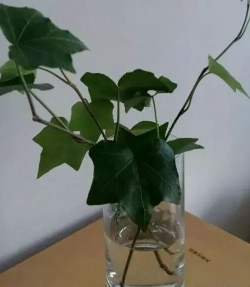 种花一年四季都能生根,冬天种花枝条多久生根