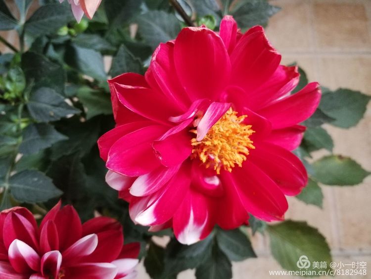 诗情花意,诗情花意唯美佳作