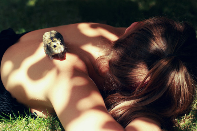 仓鼠误区,对仓鼠的五大误区