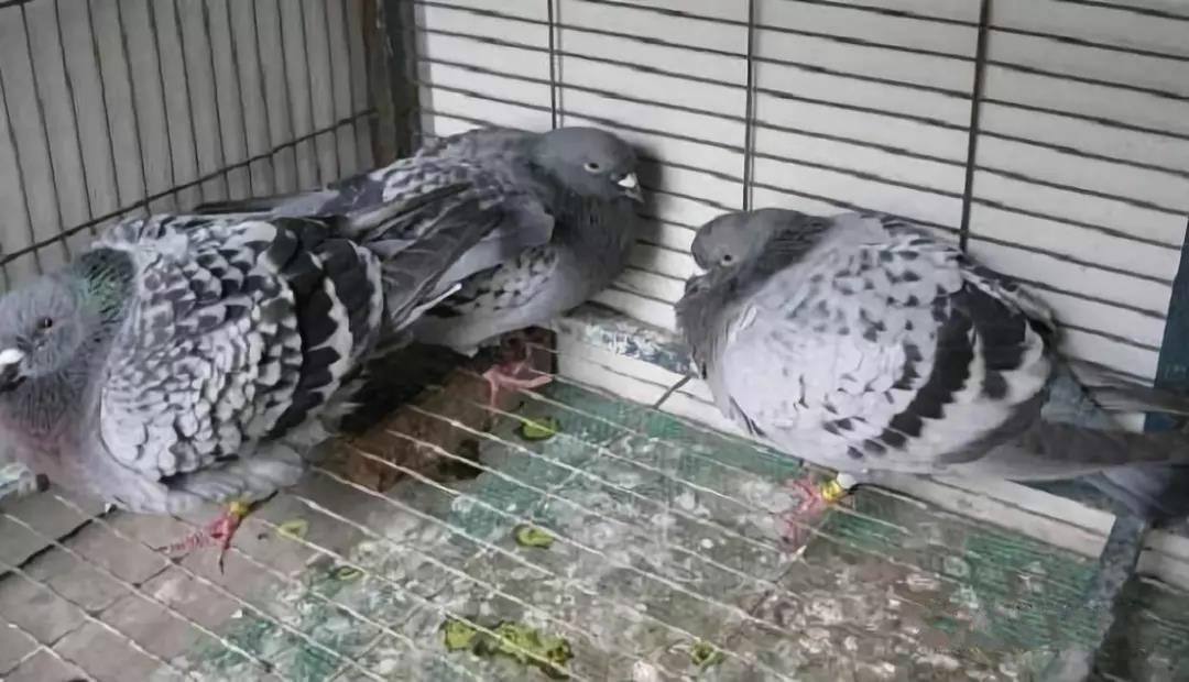 赛鸽甩食拉稀快速治疗,赛鸽甩食肠道不通