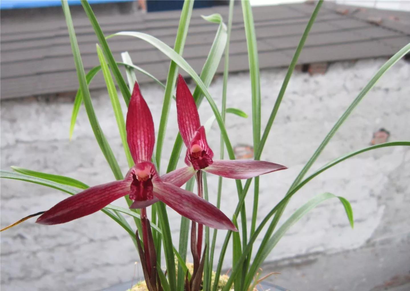 云南玉溪的春兰品种有哪些,云南玉溪有哪些名贵兰花