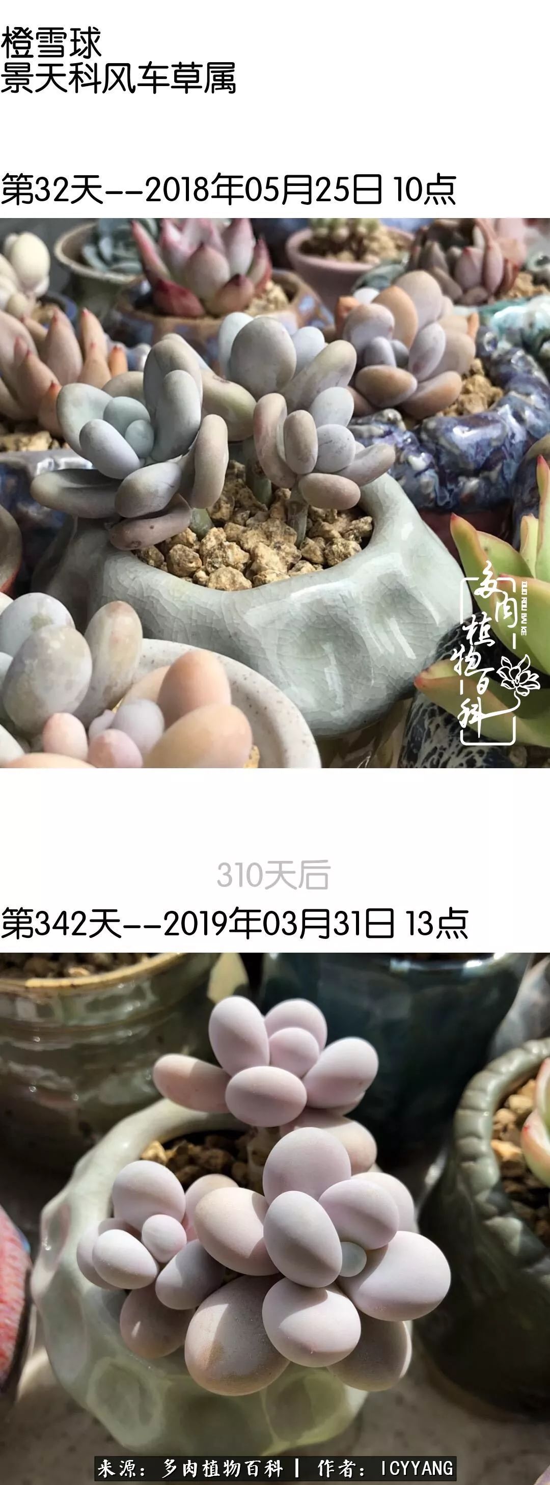 室内阳台多肉的养护方法,景天多肉养护