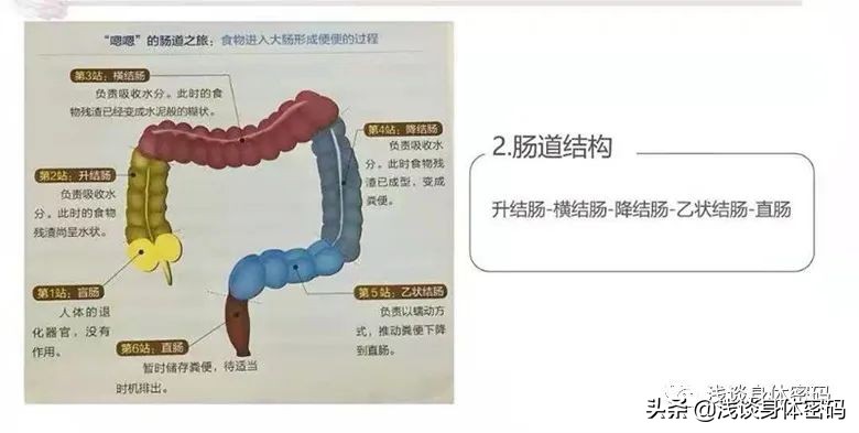 告别便秘最好的方法,告别肠道小烦恼