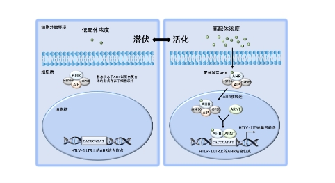 中国科学家治疗白血病,中国科学家病毒研究