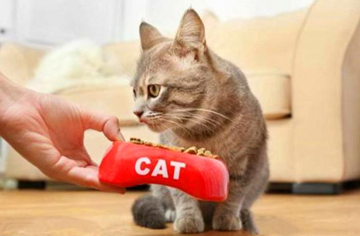 猫咪有跳蚤怎么快速处理,猫咪有跳蚤怎么快速解决