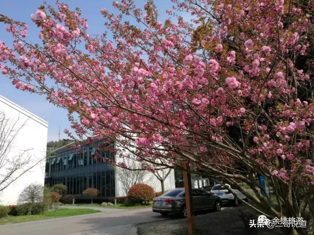 浙江看日本樱花最佳地方,浙江赏樱花最佳地排行榜
