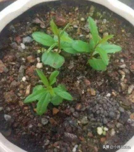 盆栽石榴怎么养视频,石榴盆栽的6个技巧