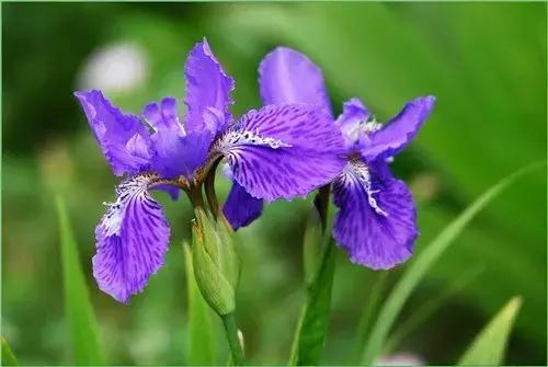 为什么牡丹是中国的国花,为什么牡丹能成为中国国花