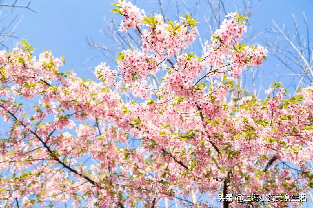 顾村公园一年一度赏樱,顾村公园赏樱点