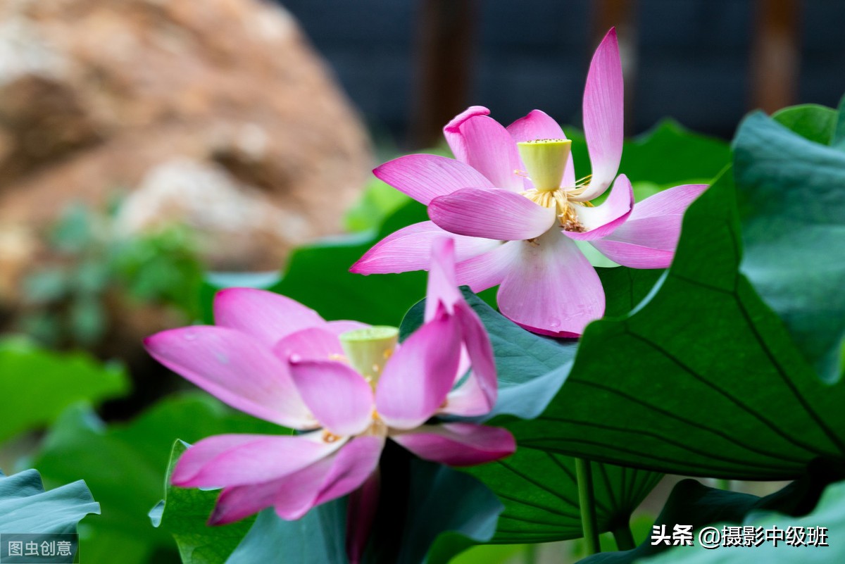 教你拍荷花的4个意境,怎么拍荷花拍照姿势大全