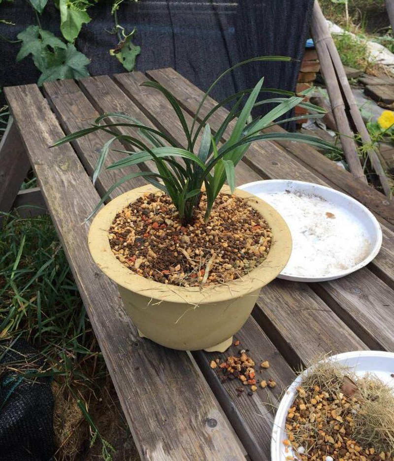 兰花上盆步骤详细演示讲解,兰花刚上盆几天可以浇水