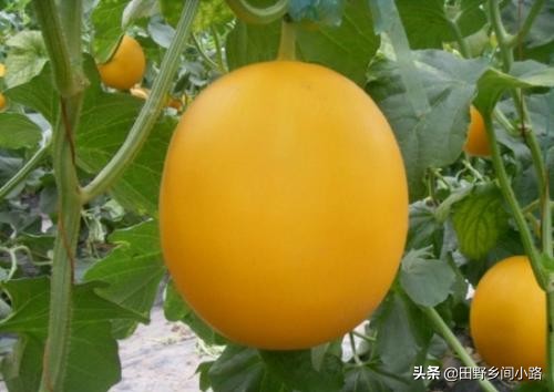 甜瓜的种植与管理技术,如何种植甜瓜质量好产量高