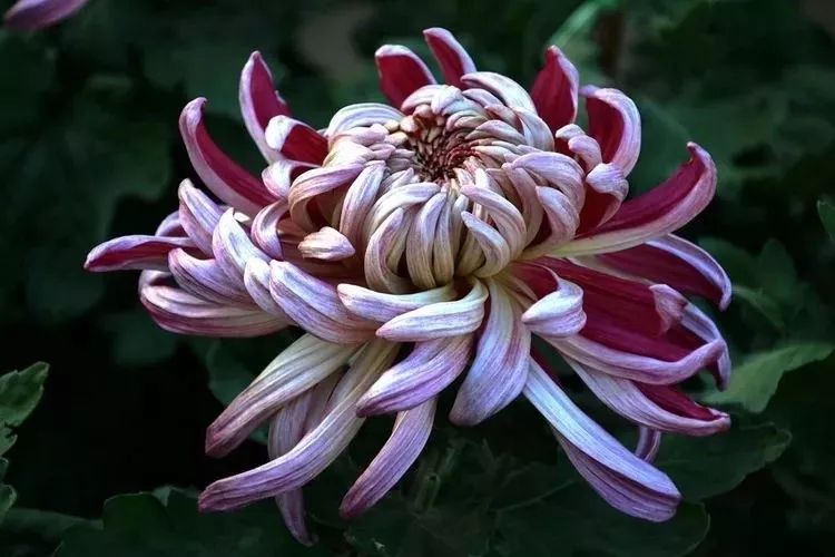 花中四君子菊花,花中四君子菊花的简介