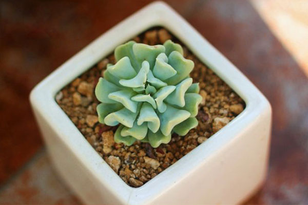 特玉莲有紫色吗,特玉莲多肉的姿态