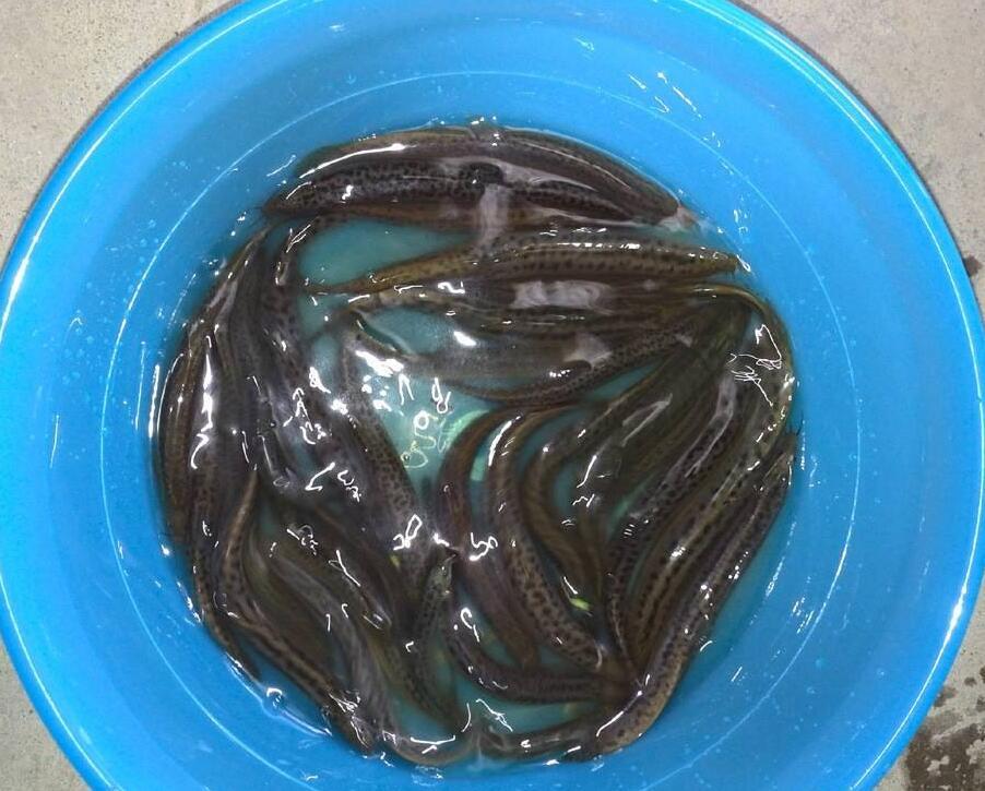 泥鳅养殖技术教学,华农园特大泥鳅养殖