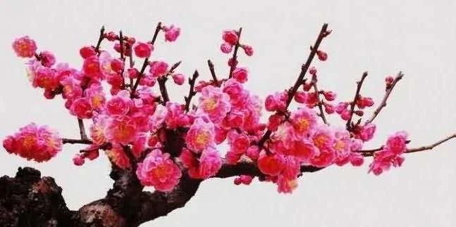 七绝咏荷外五首,咏荷七律坡底韵