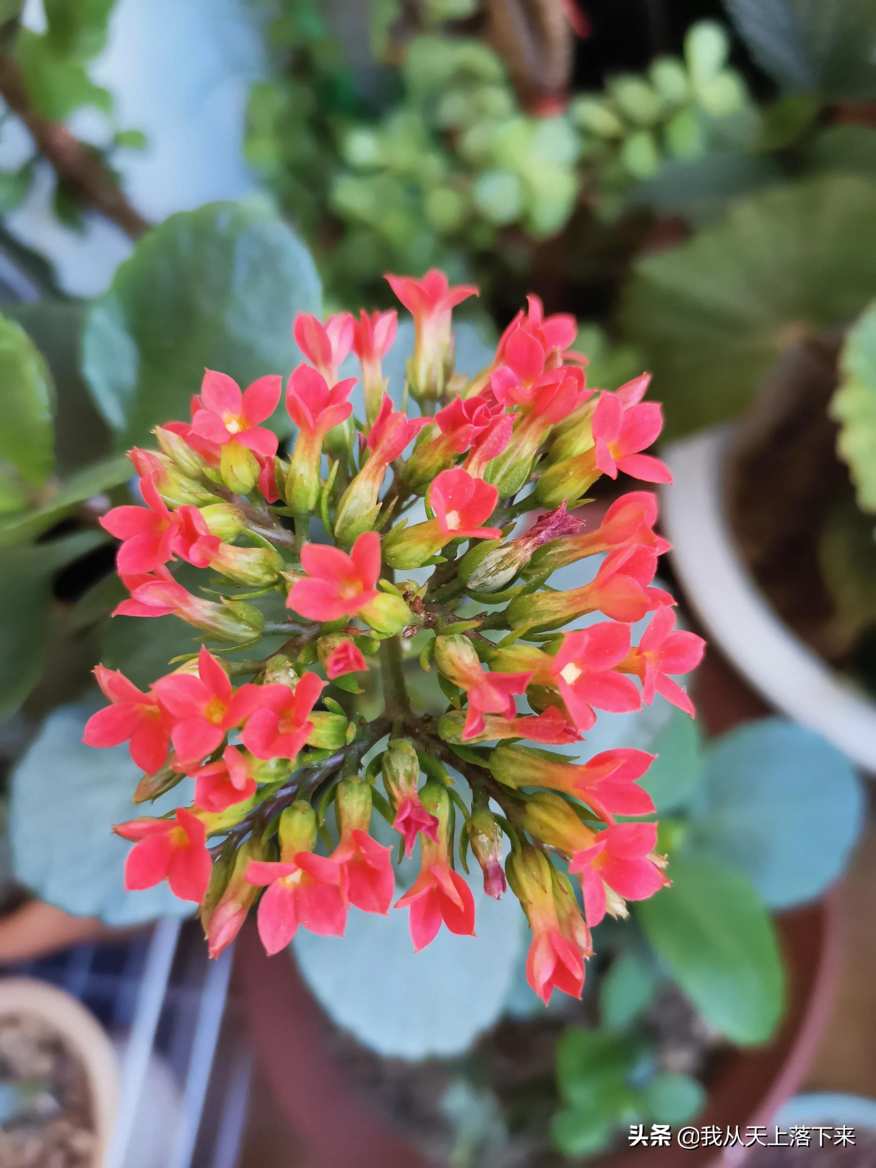 100张花朵美图,100张花图片大全