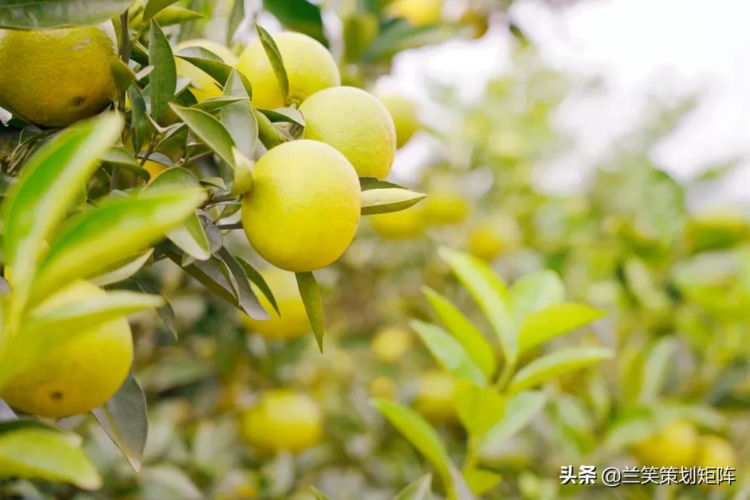 汉寿马涧村，此岸闻歌声，甜如糖橙的诗意栖居地