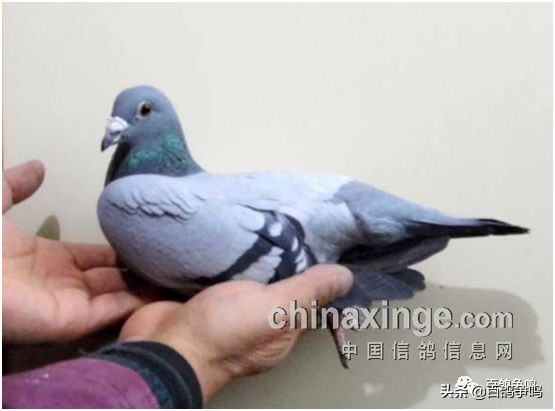 胡刚讲解雌鸽育种视频,胡刚说鸽骨体型视频