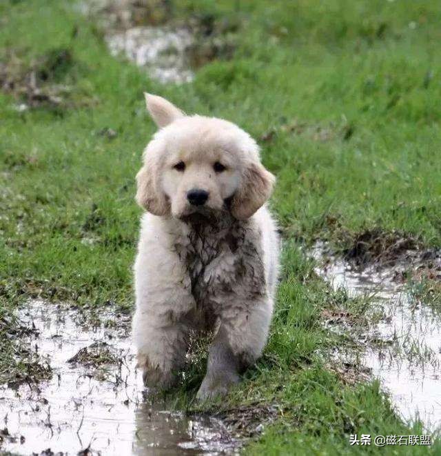 治狗狗身上跳蚤的偏方,治狗跳蚤最好方法