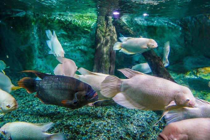 新手怎么逛免税店攻略,50家免税店最划算攻略在此