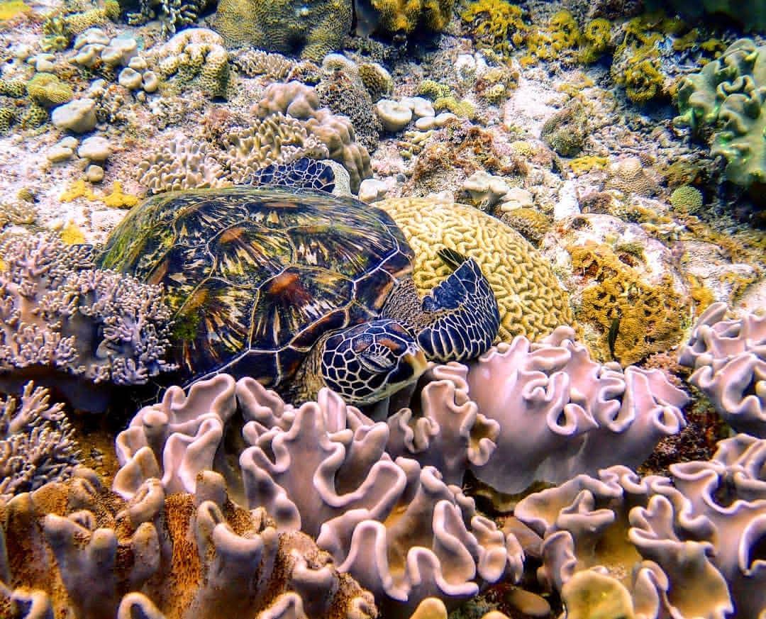 眼皮底下的天堂岛，国内直飞3h才300元，海水不输马代和仙本那！