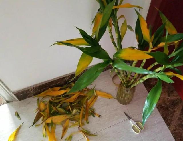 富贵竹爱长红蜘蛛吗,富贵竹黄叶爱喝什么水