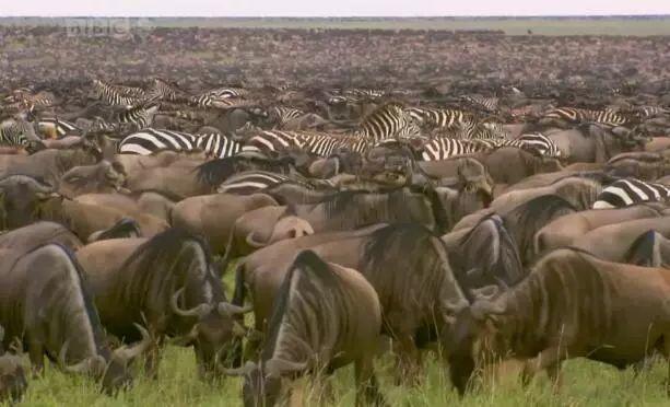 喜羊羊与灰太狼原始世界纪录片,喜羊羊与灰太狼每部片讲述的道理
