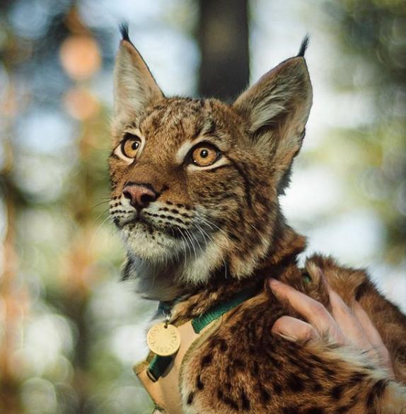 想养猫又怕被猫抓,俄罗斯养猞猁