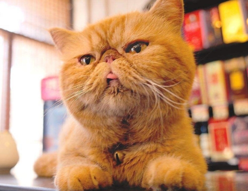 你喜欢哪种猫角色,喜欢洗澡的猫