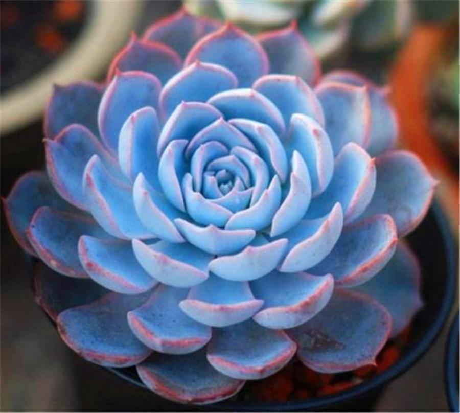 蓝石莲多肉度夏怎么养,蓝石莲耐寒多少度