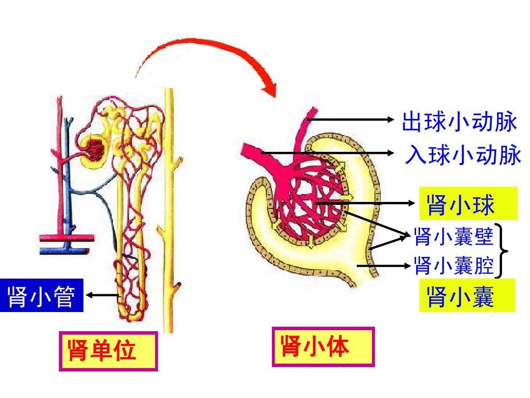 尿糖与糖尿病的区别,糖尿病人尿糖四个加号意味着什么