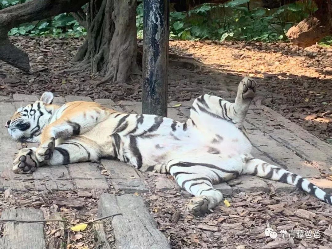 广州长隆攻略两天一夜住哪个酒店,去珠海长隆前一天下午游玩攻略