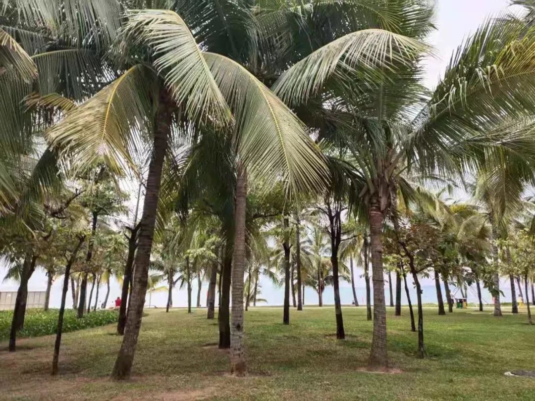 来海南养老的100个理由,候鸟老人海南过冬