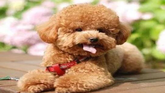 3个月泰迪怎么带出门旅游,小泰迪如何带出门