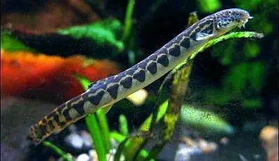 野生泥鳅品种图片大全大图,最大的泥鳅图片大全