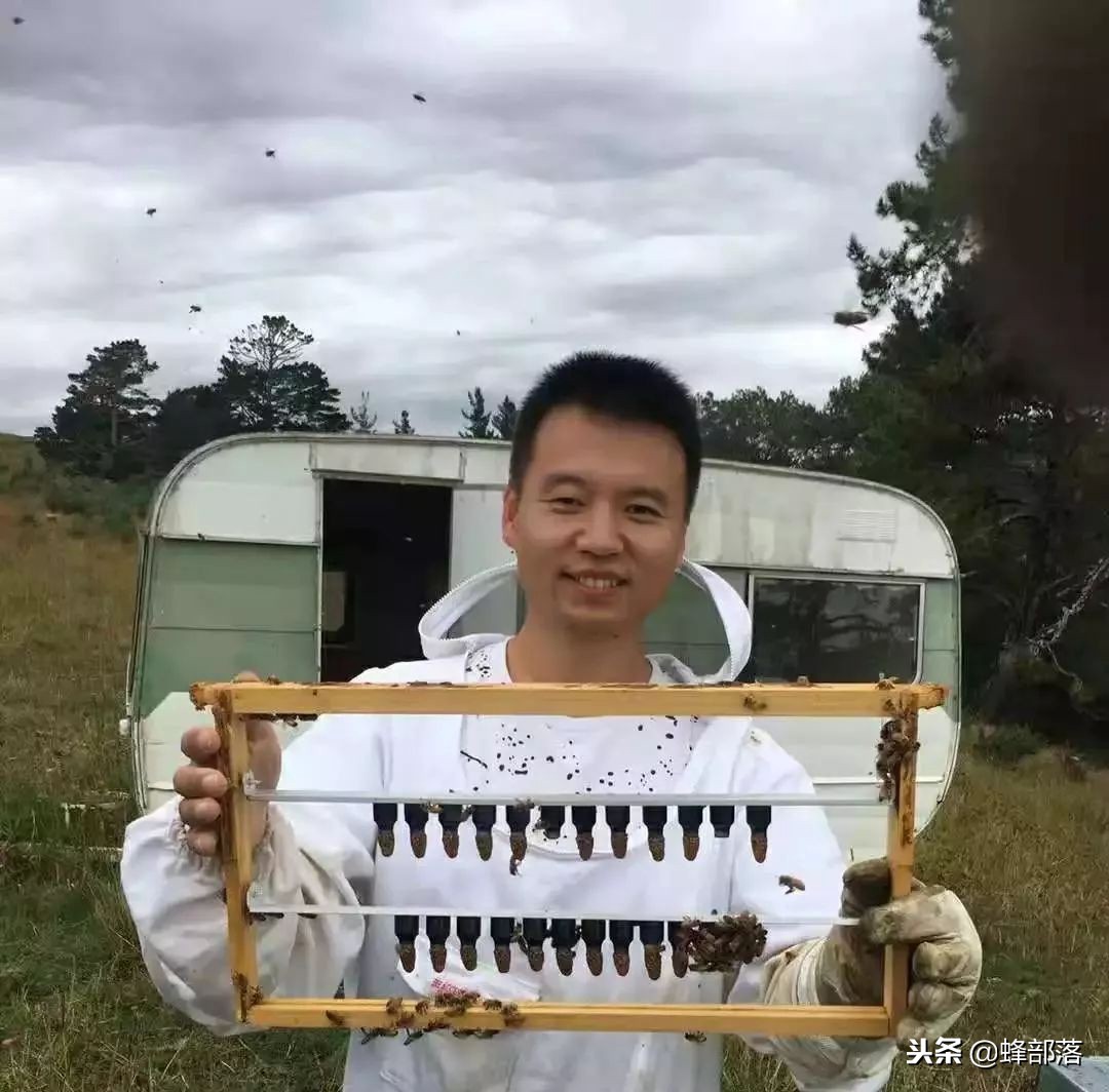 国内养蜂与国外养蜂的区别,中国蜂业与西方养蜂的区别