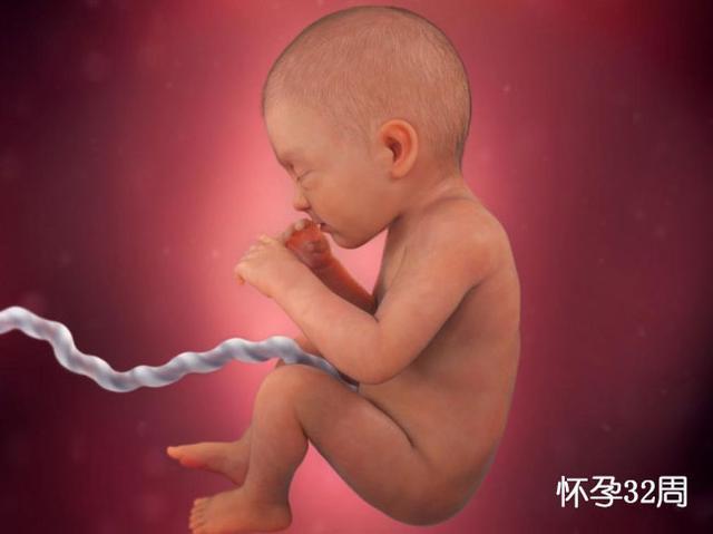 胚胎发育图1-40周孕妇,胎儿在子宫发育全过程