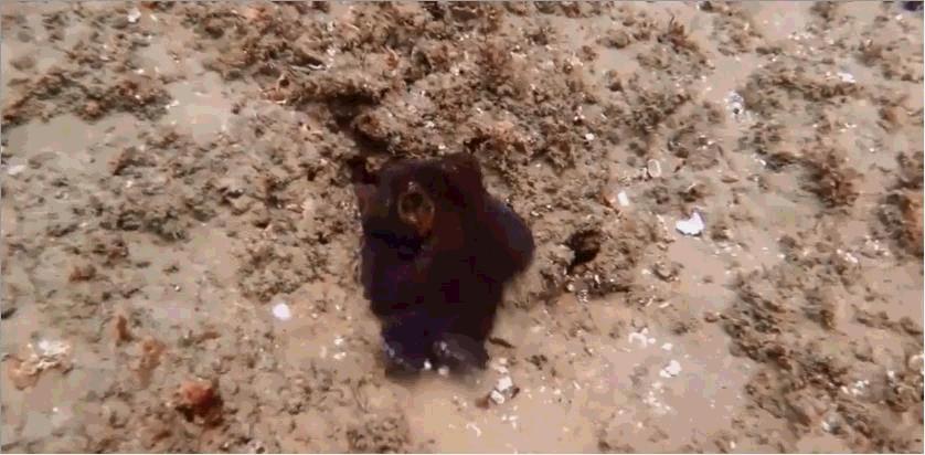 最聪明的动物是章鱼,世界上伪装最强的动物章鱼