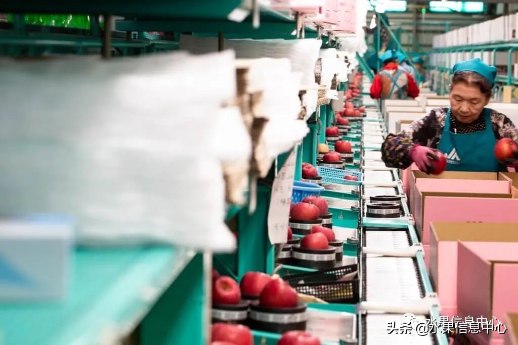 为什么日本苹果质量比中国的好,日本青森苹果种植