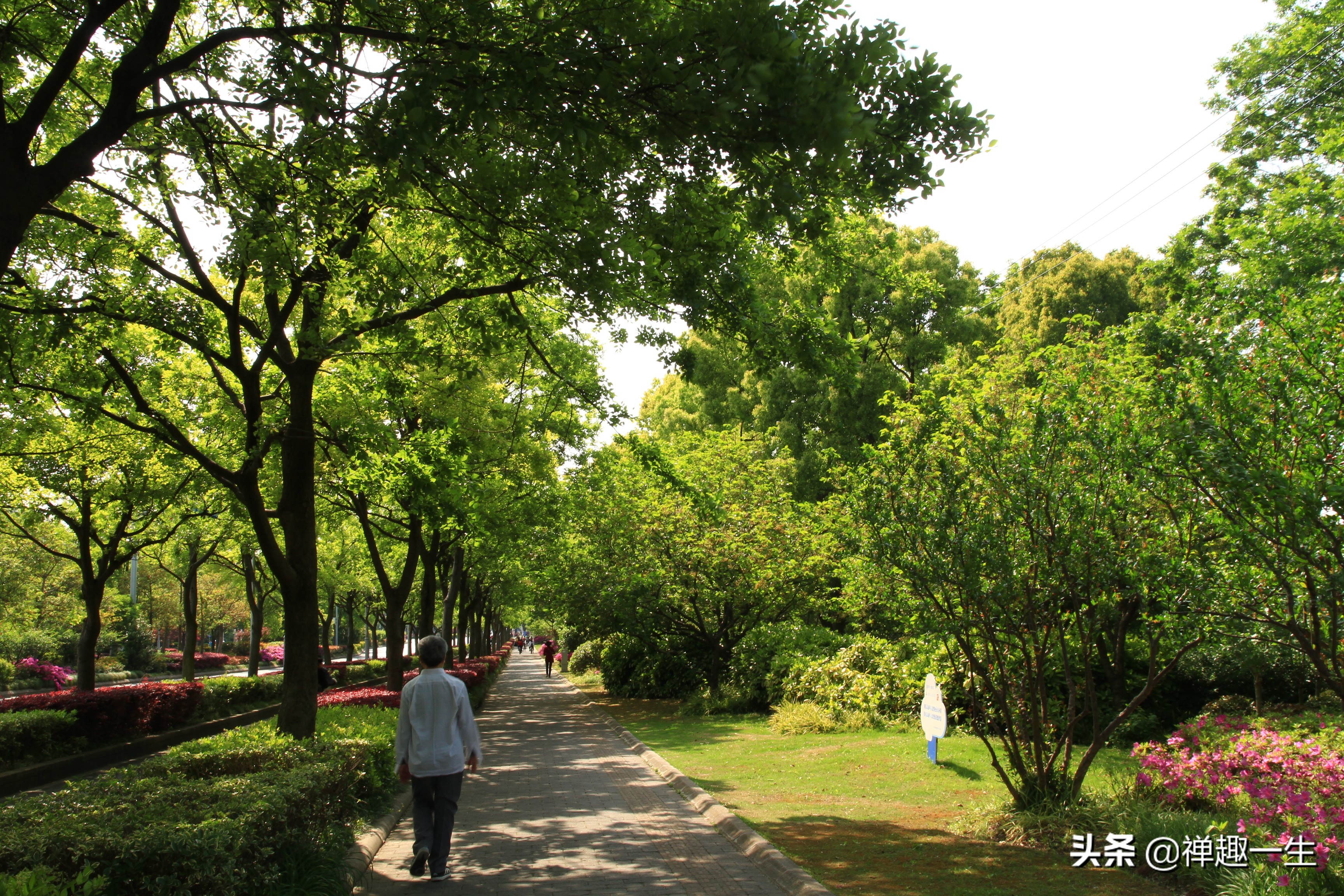 九曲江湾，十里湿地，鸟语花香，沪上最美中心城区，您去过吗？