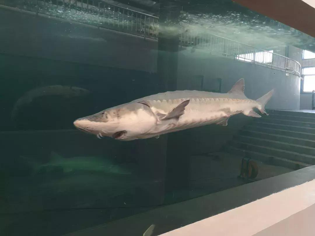 谁杀死了“大鱼”？——生死中华鲟