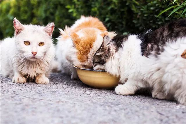 如何正确迎接第二只猫？假如忽视了这些关键点，会同时害了两只猫