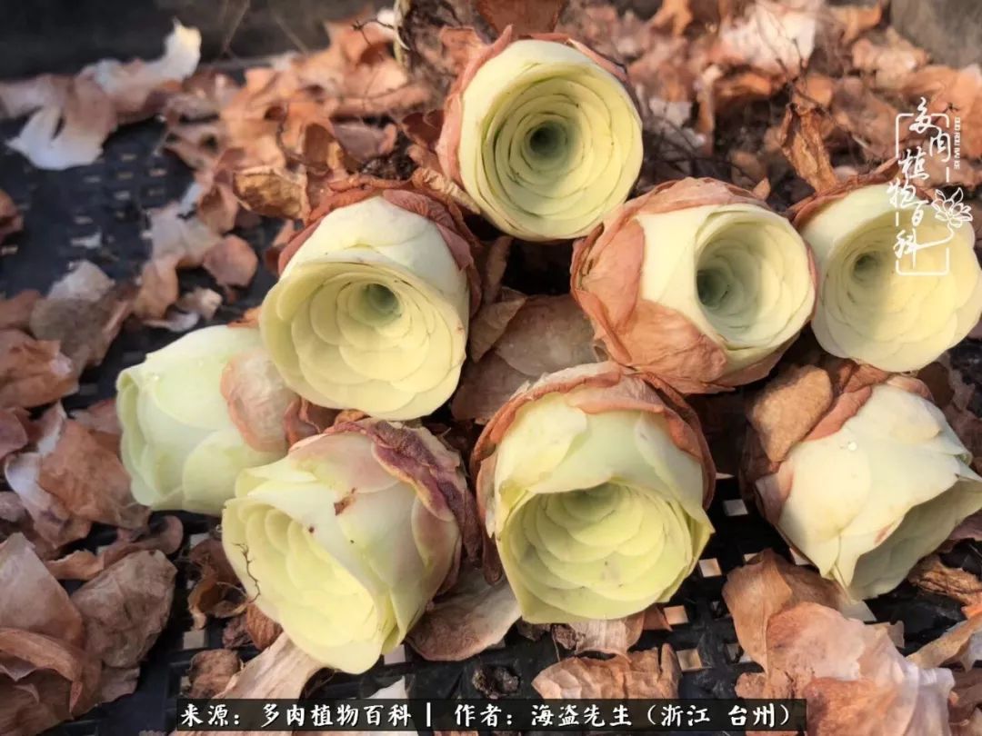 黄玫瑰这么美的风景惊艳到你了吗,优雅漂亮的黄玫瑰图片