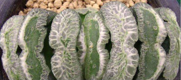 玉扇怎么判断品相,什么玉扇品种最好