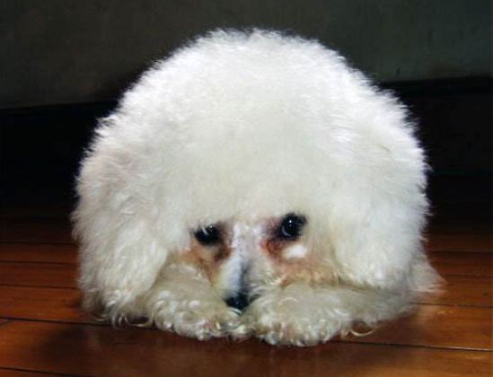 猫狗泪痕直接影响颜值，铲屎官应找到溢泪原因，先治病后去痕！