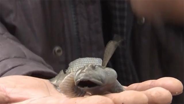 霞浦岐山村做跳跳鱼,霞浦滩涂捕捉跳跳鱼