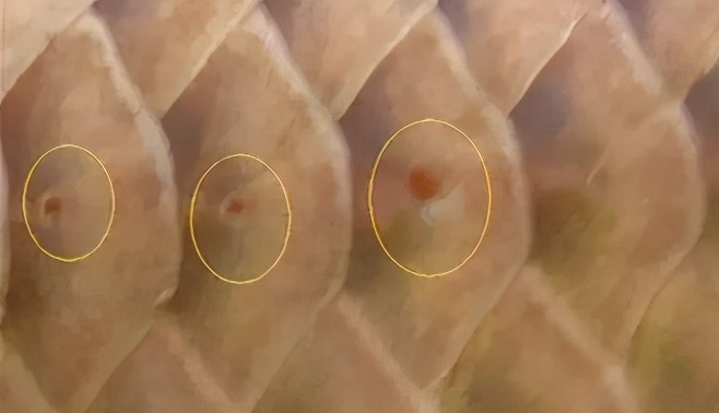 小龙鱼疾病,龙鱼突发疾病