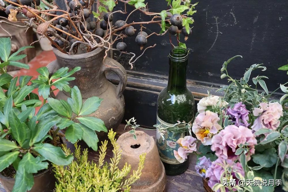 三色堇花卉盆栽,四季开花盆栽三色堇